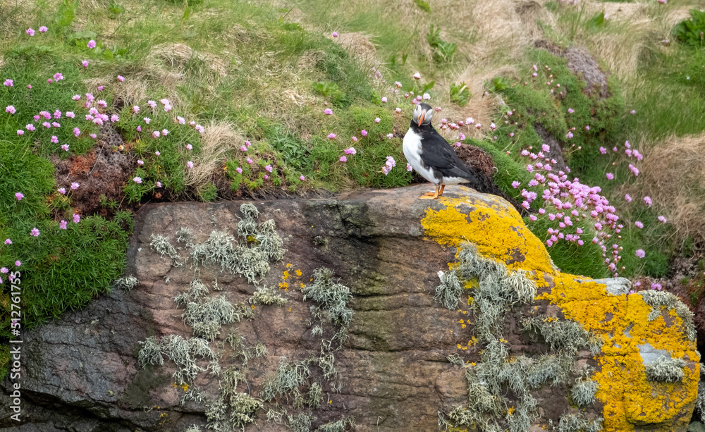 Puffins on the cliff face at Handa Island near Scourie in Sutherland on the north west coast of Scotland UK. Puffins on the cliff face at Handa Island near Scourie in Sutherland on the north west coast of Scotland UK.