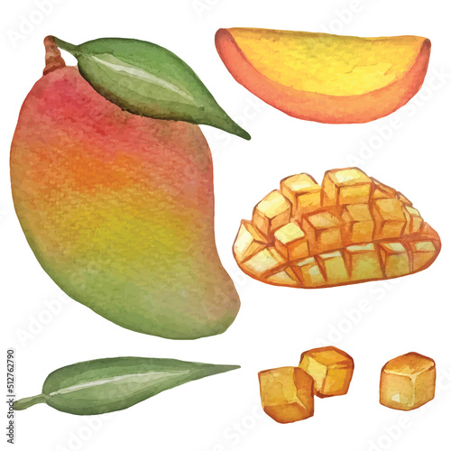 Watercolor set with fruit mango isolated on white background. Vector illustration.