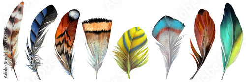 beautiful colored set of watercolor feathers of various birds - jays, owls, macaws, etc. For decoration, creativity, tattoos, needlework, etc. photo