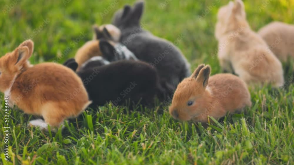 small rabbits walk on a green lawn, close-up