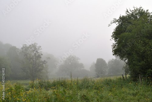 Misty Landscape View with Trees 