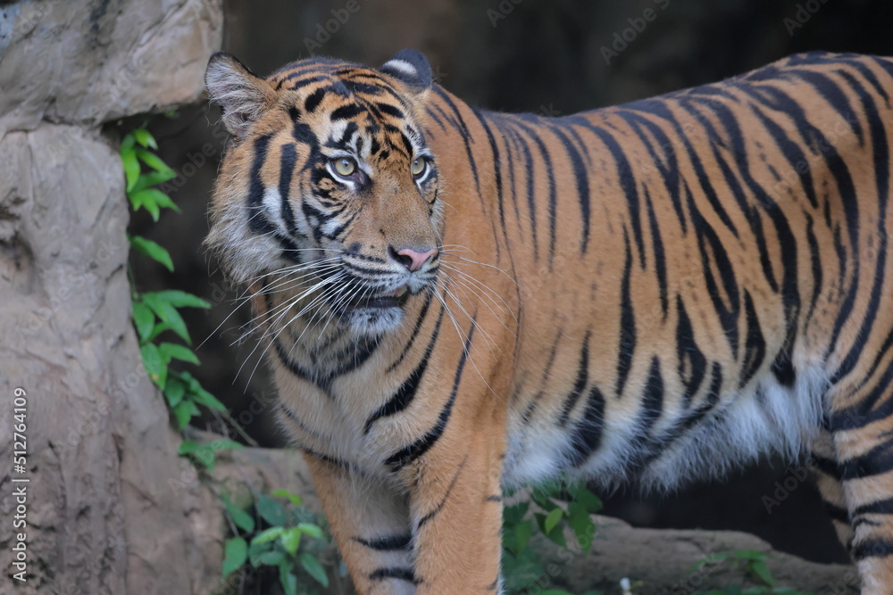 Naklejka premium スマトラトラ