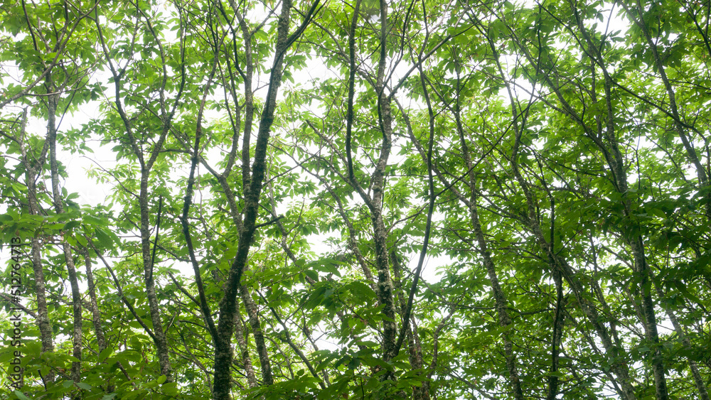 Ramas de castaño con hojas verde Ramas de castaño con hojas verde