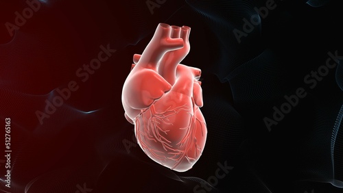 Human heart healthcare and medical background photo