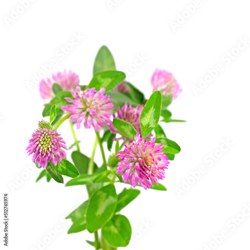 Rotklee, Trifolium pratense, isoliert vor weißem Hintergrund