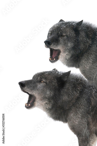 Fototapeta two canadian wolf howl isolated on white background
