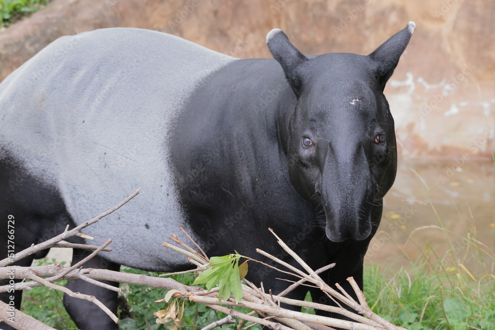 Fototapeta premium バク