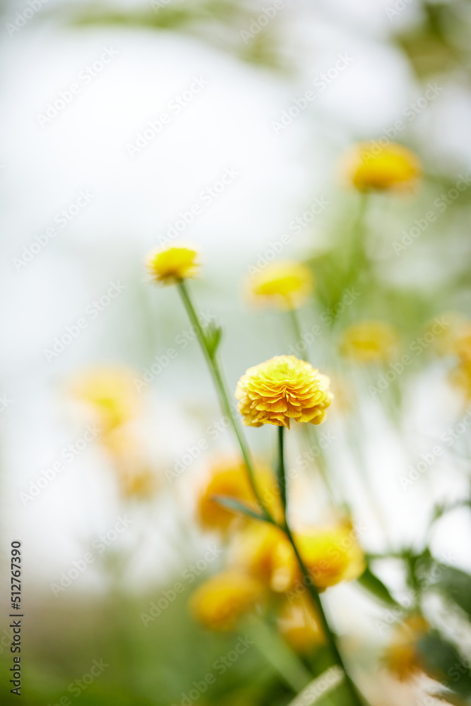 Blooming yellow ranunculus flower in sunny day Blooming yellow ranunculus flower in sunny day