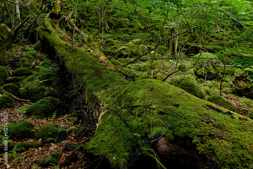 男池黒岳自然散策路の原生林 © Kinapi