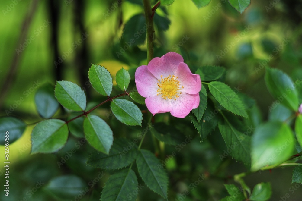 Pink rambling rose in garden. Close up.