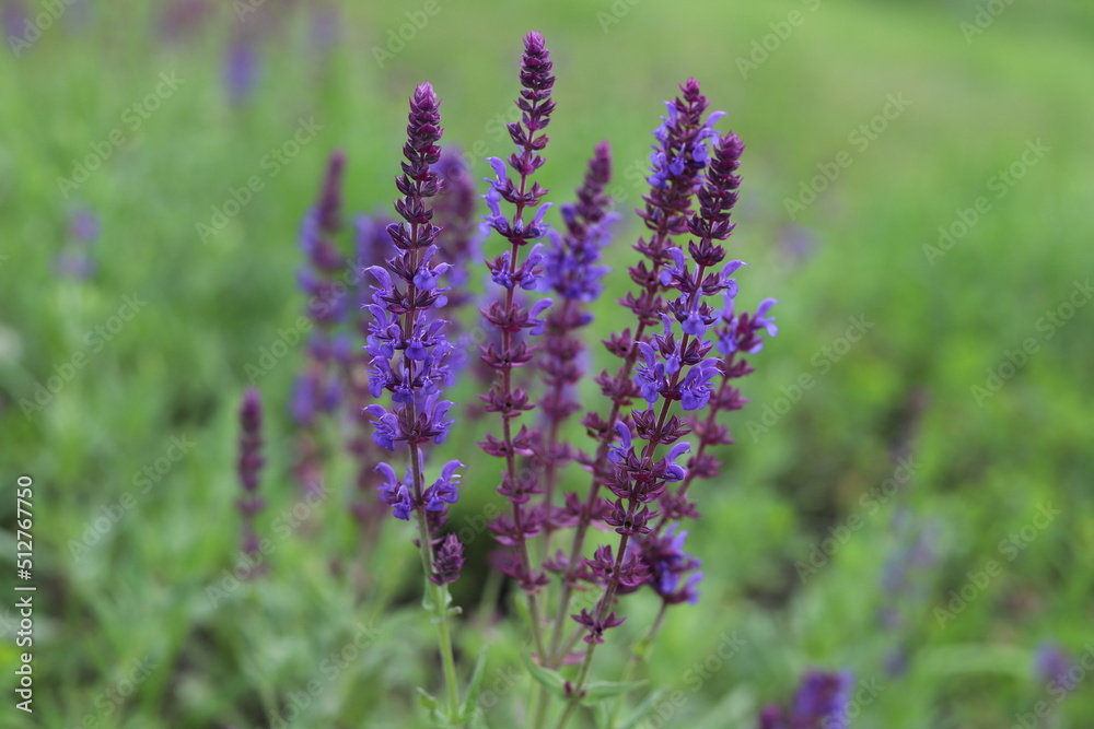 Obraz premium Salvia nemorosa. Salvias in different colors in garden.