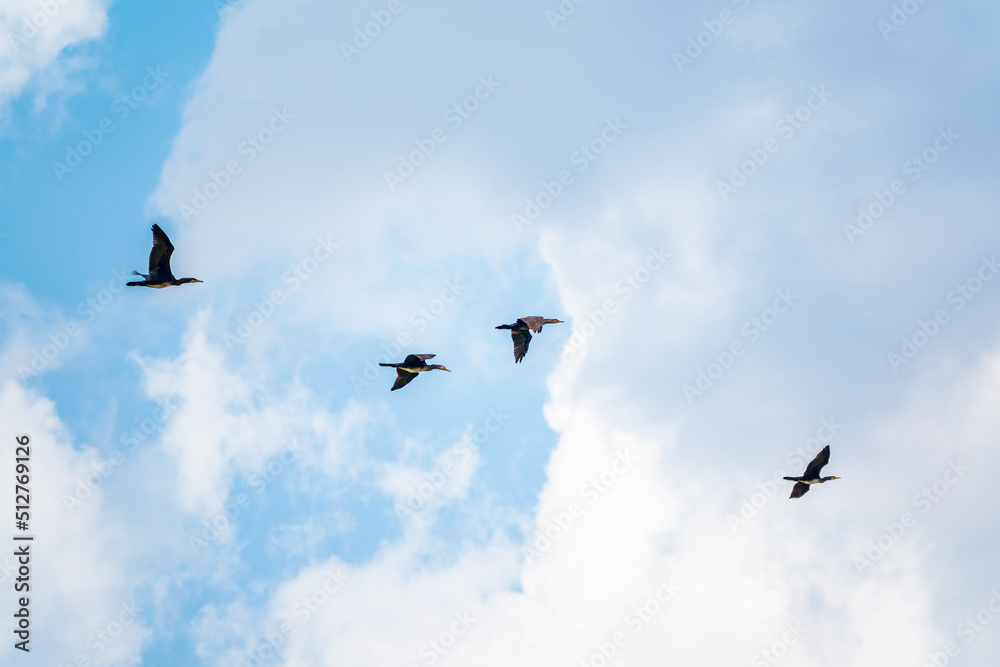 Four Black Cormorants flying in blue sky. The great cormorant, Phalacrocorax carbo Four Black Cormorants flying in blue sky. The great cormorant, Phalacrocorax carbo