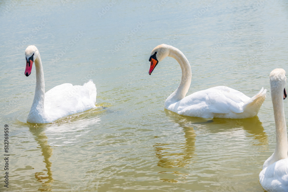 Two Graceful white Swans swimming in the lake, swans in the wild Two Graceful white Swans swimming in the lake, swans in the wild