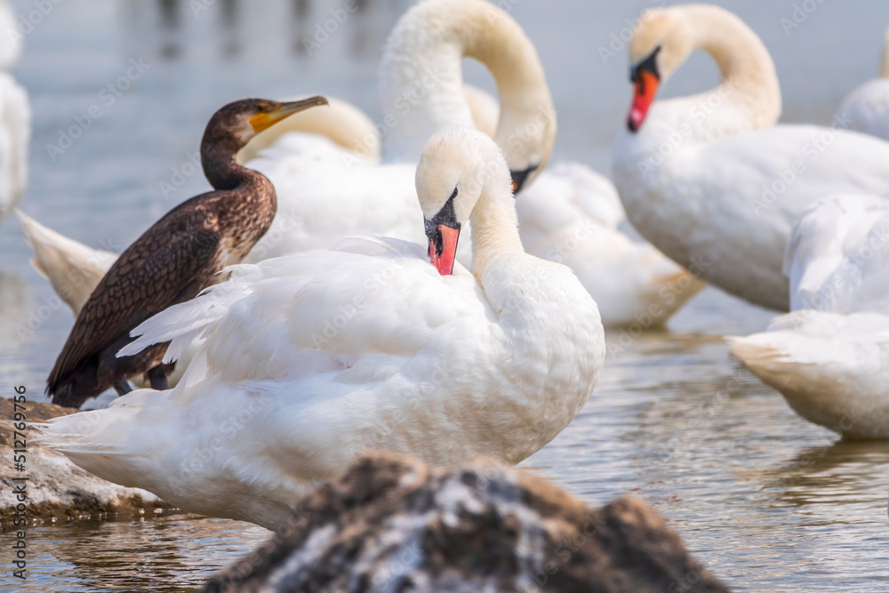 Great cormorant stands among white swans on the lake shore Great cormorant stands among white swans on the lake shore