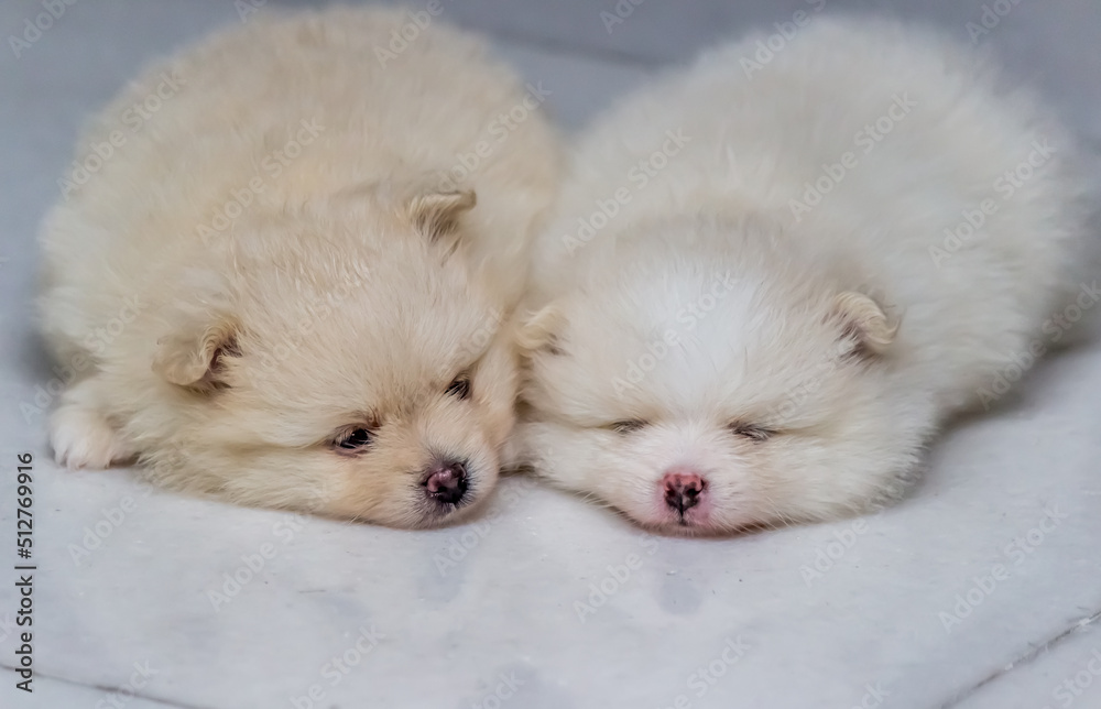 Lovely twin Pomeranian puppies (selective focus)
