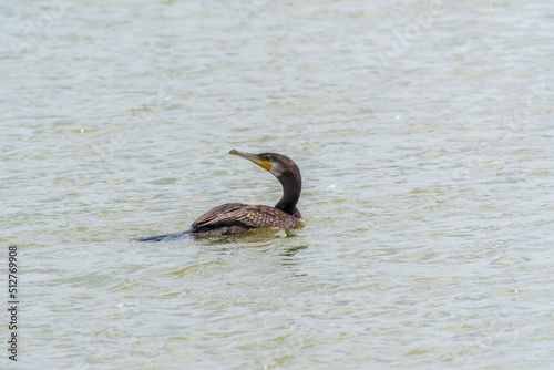 A black cormorant swimming in the sea. The great cormorant, Phalacrocorax carbo