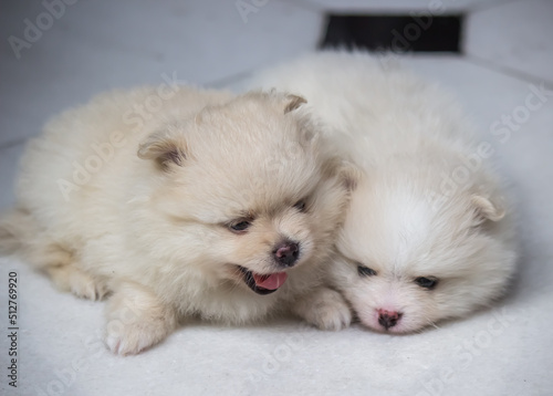 Lovely twin Pomeranian puppies (selective focus) 