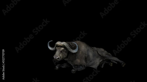 Buffalo Sit Front View animation.Full HD 1920×1080.7 Second Long.Transparent Alpha video.LOOP. photo