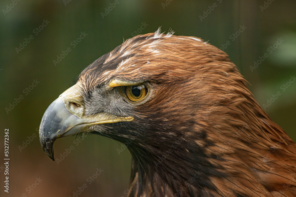 Naklejka premium portrait of a eagle