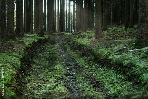 Fichtenwald im Vogtland photo