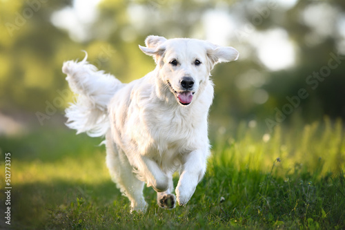 happy golden retriever dog running on a field in summer