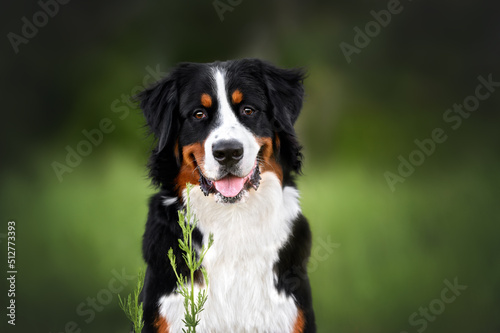 happy young bernese mountain dog portrait outdoors in summer