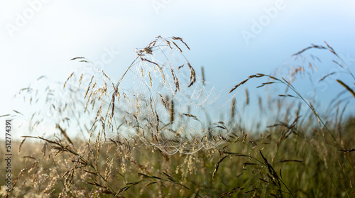 Natural image with soft focus with thin cobweb on meadow grass at dawn. Low angle shot.