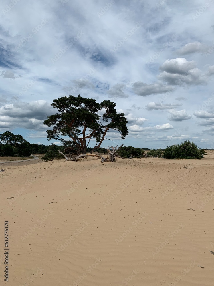Pine tree grows alone on shifting sand dunes. Desert view. Hoge Veluwe national park, Gelderland, Netherlands.