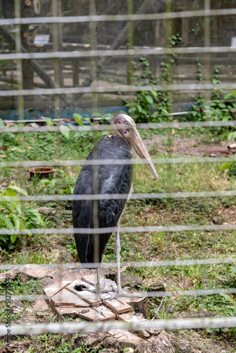 the Labuan Bird Park, Malaysia photo