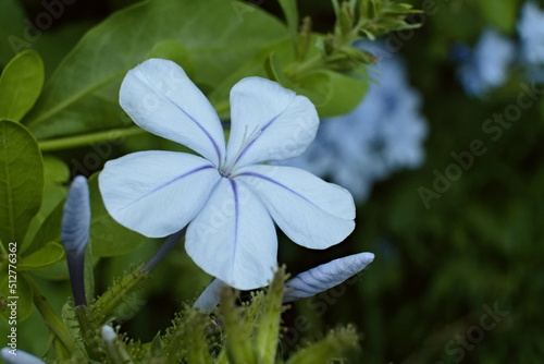 Vászonkép Close-Up of a violet flower plumbago auriculata