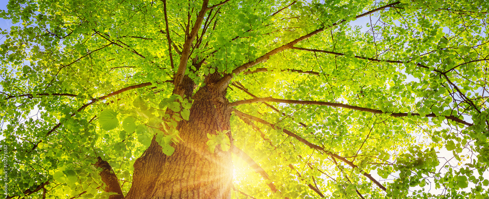Fototapeta premium Old giant linden tree with fresh young foliage.