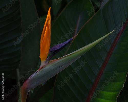 Closeup view of fresh opening bloom of colorful tropical strelitzia reginae aka bird of paradise or crane flower on dark natural background photo