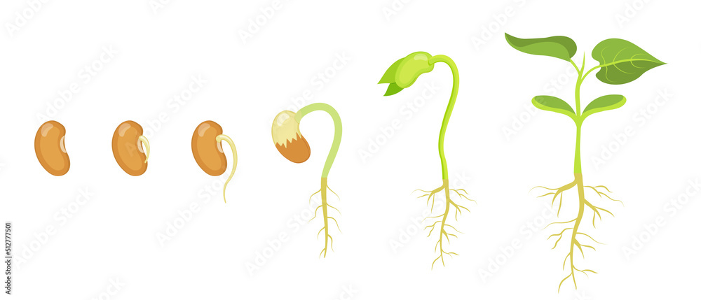Phases of germination and development of bean seed. - obrazy, fototapety, plakaty 