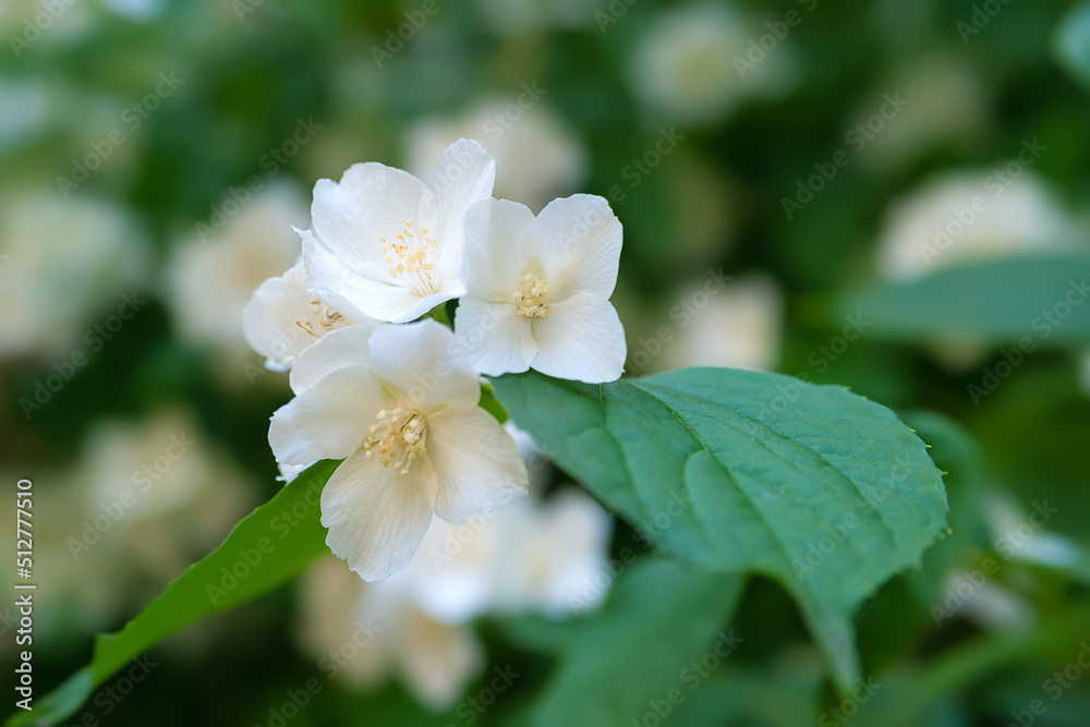Obraz premium Jasmine flowers. White fragrant jasmine flowers in the garden. Natural background. Selective soft focus.