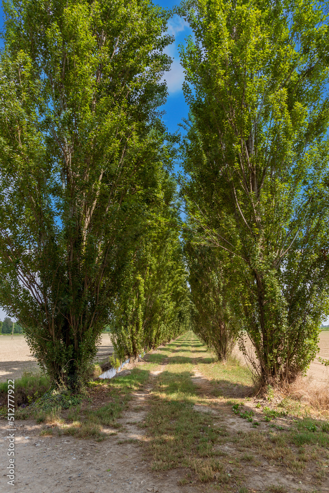 Tree-lined country road with Black Poplar, also known as Lombardy Poplar, in the Po Valley in Cuneo provincie, Italy Tree-lined country road with Black Poplar, also known as Lombardy Poplar, in the Po Valley in Cuneo provincie, Italy