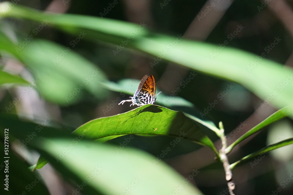 Butterfly in the rainforest, Borneo, Malaysia Butterfly in the rainforest, Borneo, Malaysia
