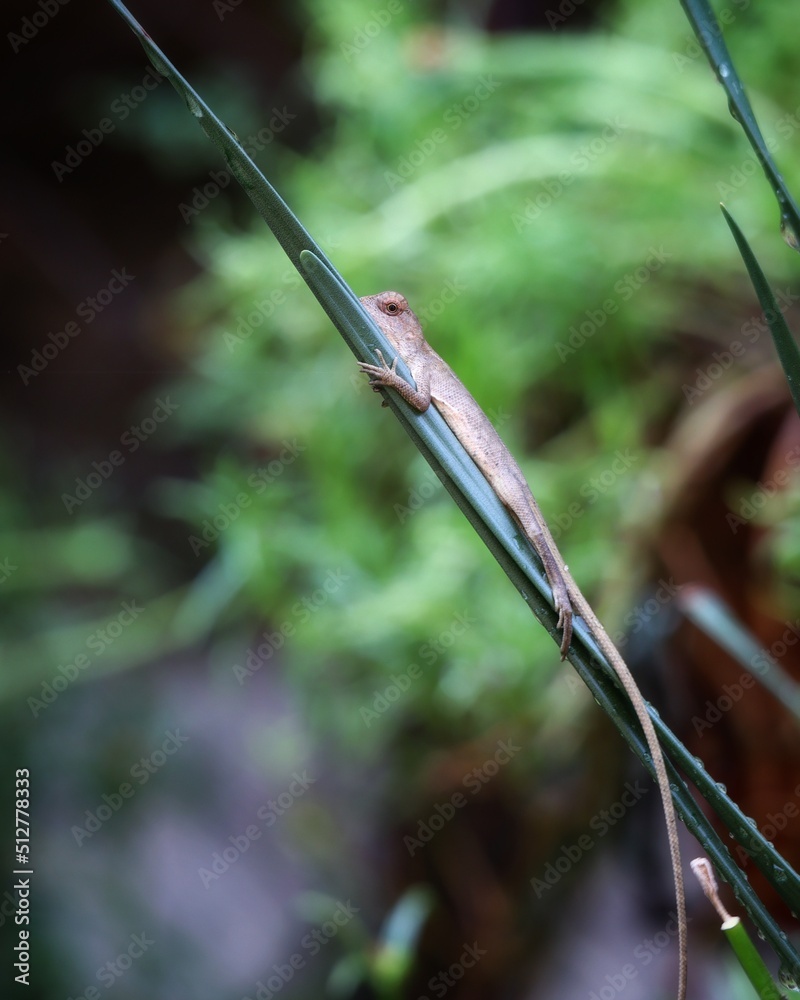 small oriental garden lizard on green leaf small oriental garden lizard on green leaf