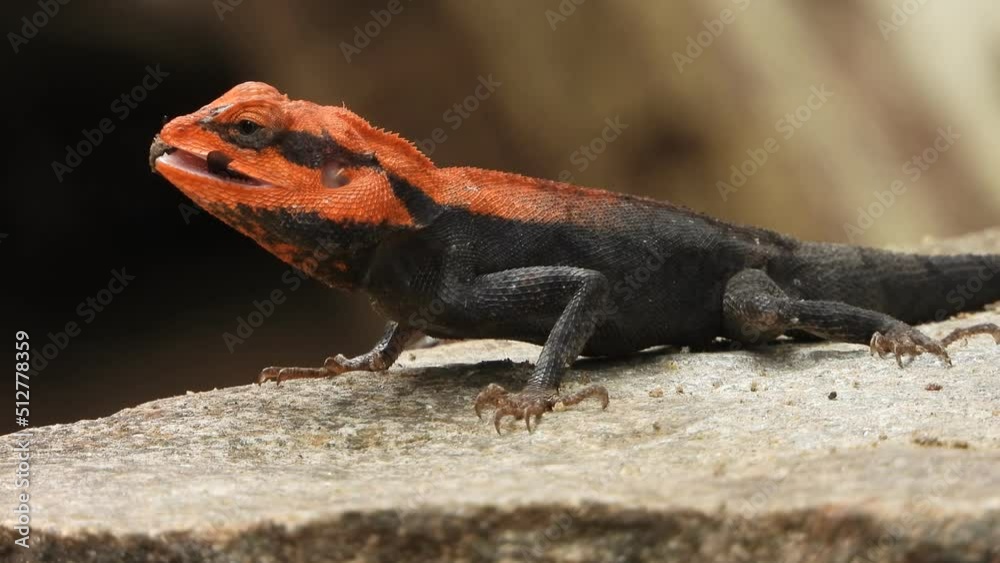 Lizard enjoying her pry - in tree . rock.