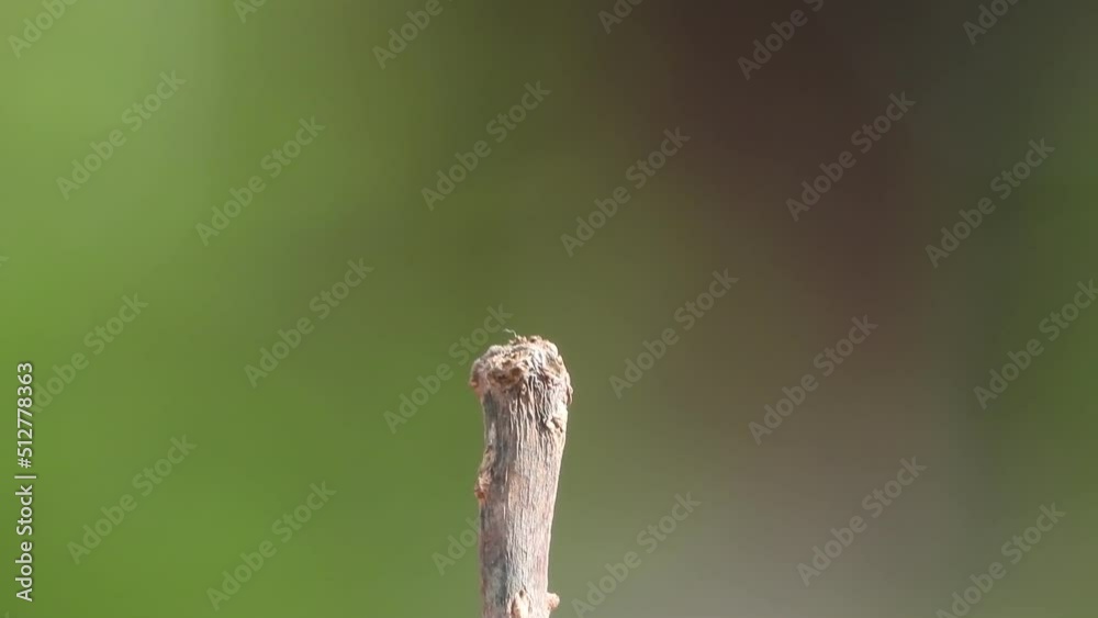 Dragonfly - in tree - wind - pry . Dragonfly - in tree - wind - pry .