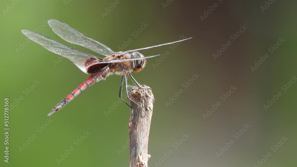 Dragonfly - wings -wind - waiting for pry. Dragonfly - wings -wind - waiting for pry.