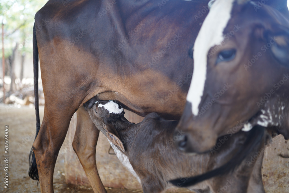 Fototapeta premium Young black and white calf at dairy farm. Newborn baby cow .