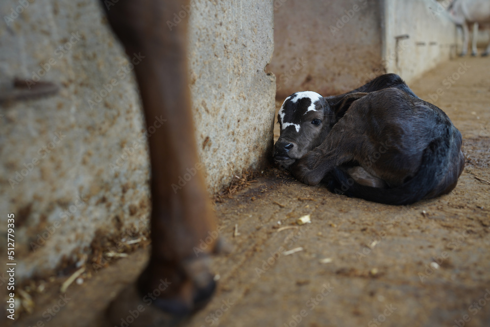 Fototapeta premium Young black and white calf at dairy farm. Newborn baby cow .