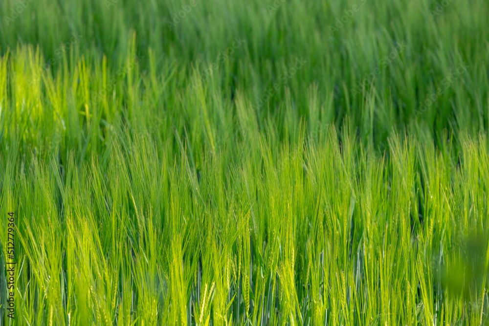 Selective focus of young green barley (gerst) in the field, Hordeum vulgare, Texture of soft ears of wheat in the farm, Agriculture industry in countryside, Nature pattern background.