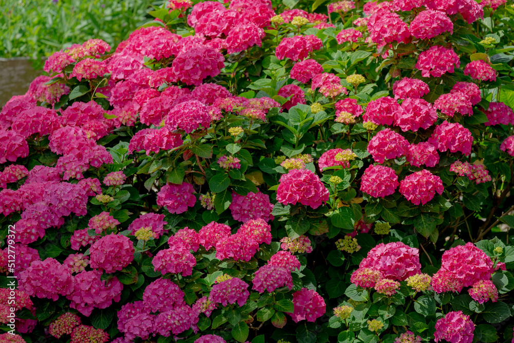 Selective focus of Hydrangea in the garden, Bushes of colorful purple pink ornamental flower, Hortensia flowers are produced from early spring to late autumn, Natural floral texture background. Selective focus of Hydrangea in the garden, Bushes of colorful purple pink ornamental flower, Hortensia flowers are produced from early spring to late autumn, Natural floral texture background.