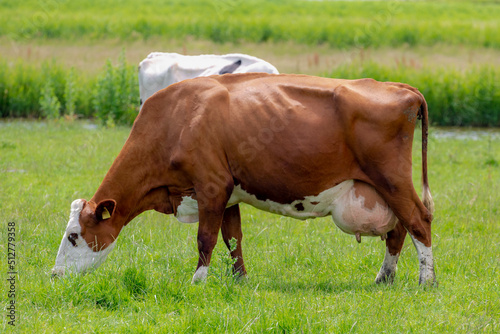 Orange brown cow with big udder standing and eating fresh grass on green meadow, Typical landscape in Holland during spring, Open farm with dairy cattle on the field in countryside in Netherlands.
