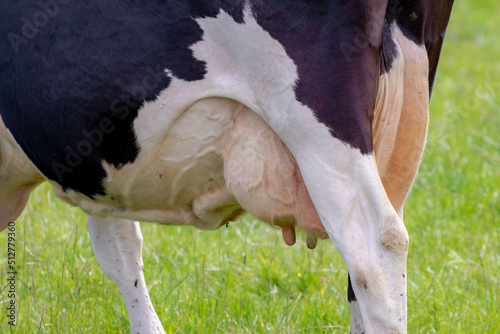 Close up of cow udder with selective focus, Young female black and white Dutch cow standing  on the green grass meadow, Open farm with dairy cattle on the field in countryside farm, Netherlands.