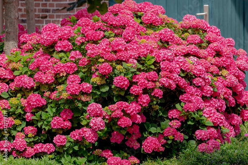 Selective focus of Hydrangea in the garden, Bushes of colorful purple pink ornamental flower, Hortensia flowers are produced from early spring to late autumn, Natural floral texture background.