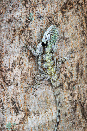 Southern Tree Agama, Kruger National Park, South Africa