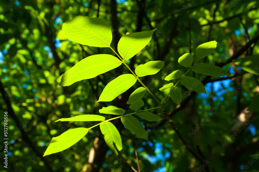 Green walnut leaves. Close-up of a branch with glare on the leaves. Natural green background. Selective soft focus. Light and shadow Green walnut leaves. Close-up of a branch with glare on the leaves. Natural green background. Selective soft focus. Light and shadow