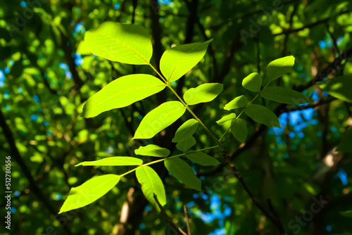 Green walnut leaves. Close-up of a branch with glare on the leaves. Natural green background. Selective soft focus. Light and shadow © Alex Puhovoy